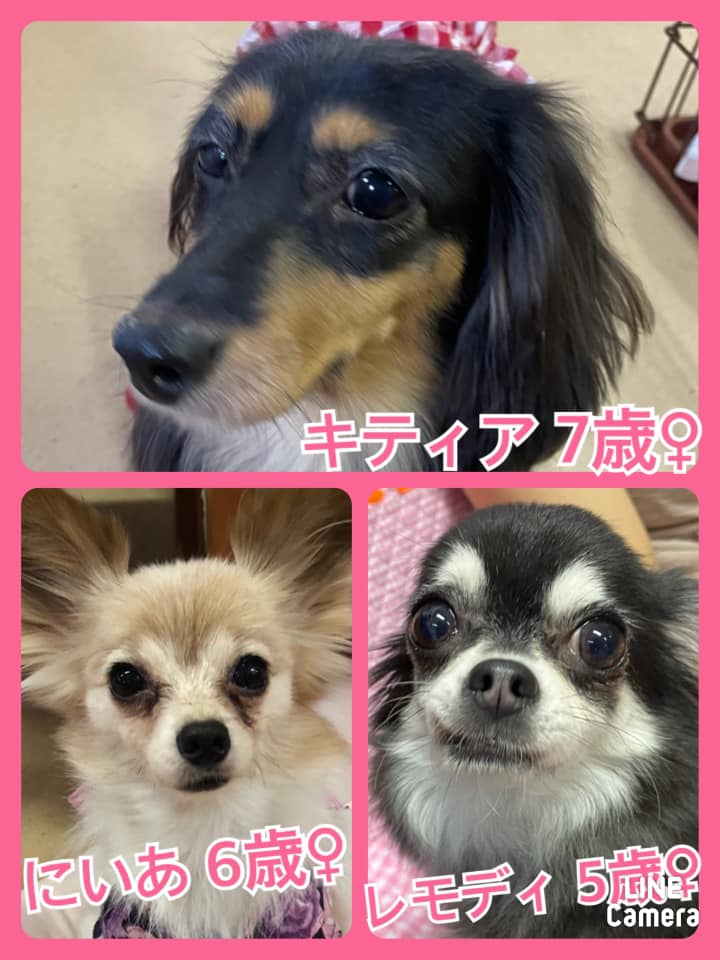 🐾今日の里親様募集中ワンコ🐶メンバーです🐾2021,8,9